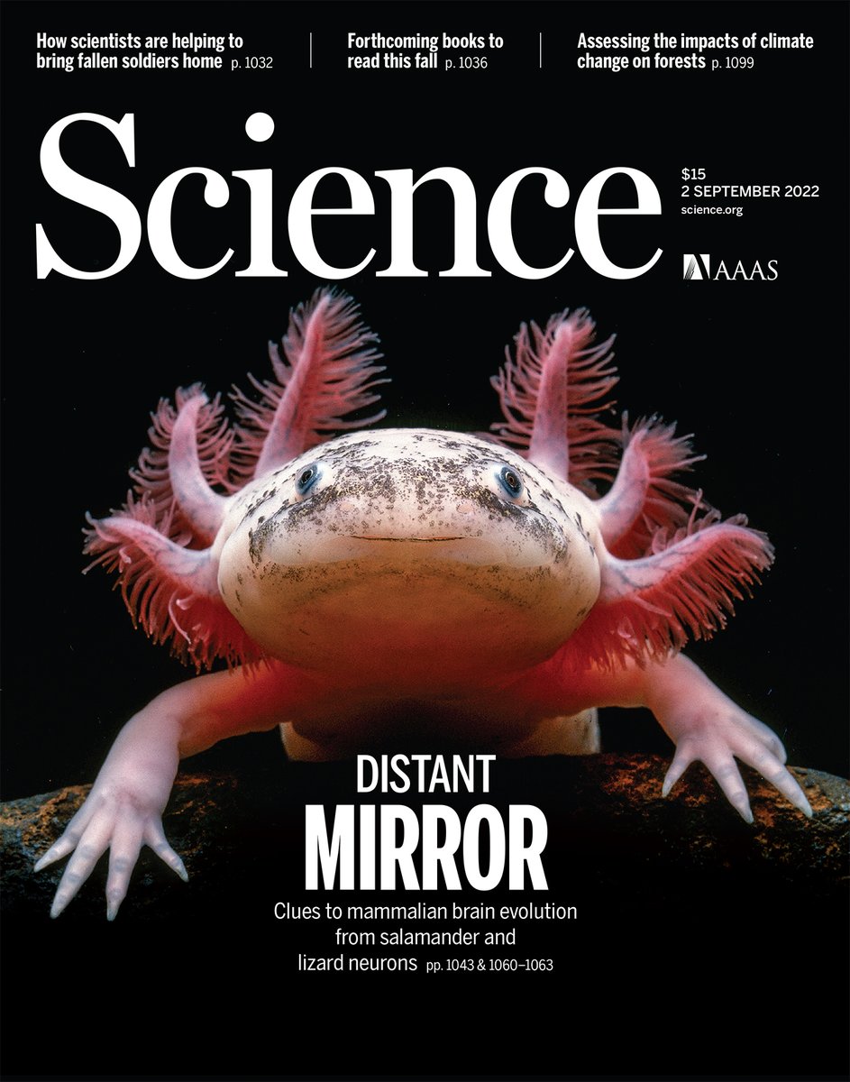 The axolotl has the ability to regenerate its brain. 

Using single-cell transcriptomics, four Science studies in 2022 revealed evolutionary innovations in reptile and amphibian brains. 

Learn more during #AmphibianWeek: scim.ag/4j7hq9H
