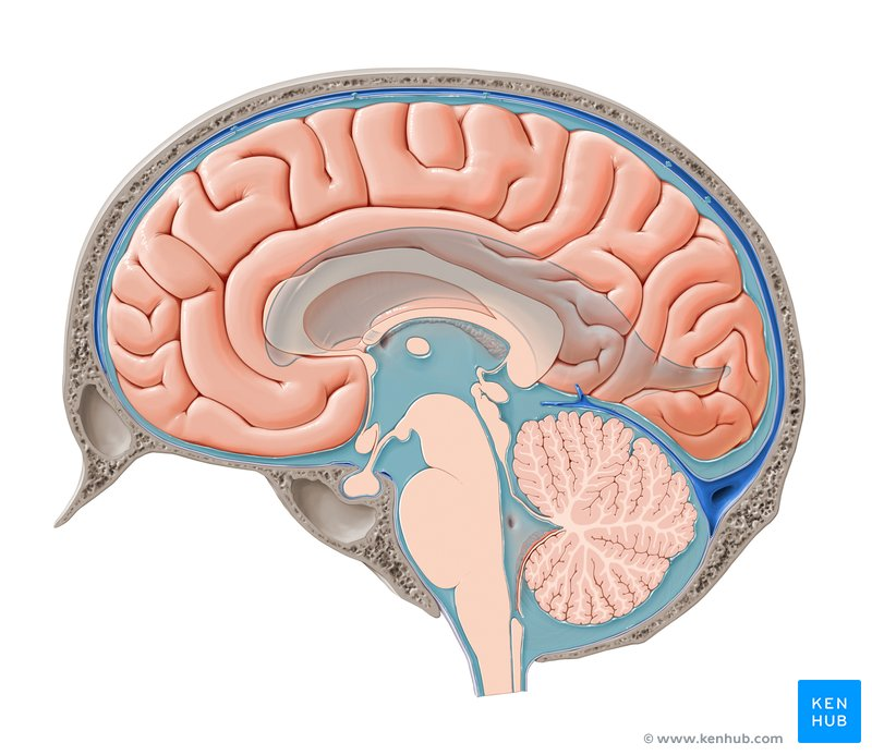 2025Neuro's tweet photo. Brain and cerebrospinal fluid 3D center of mass shift after spaceflight
Read more at: https://t.co/i1BL21MgwC
To discuss more about Brain and cerebrospinal fluid
Join us at NEURO Conclave 2025 via: https://t.co/CjfkTHfzDm
#Brain #cerebrospinal https://t.co/adMYv8eT1i