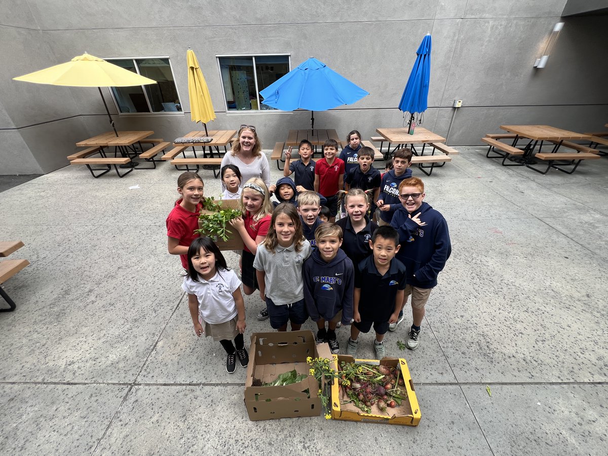 stmarysib's tweet image. Grade 3 Falcons harvested celery, bok choy & more from Sillers' Seeds! 🌱 Collaborators & knowledgeable learners in action, connecting farm to table! Hands-on IB learning at St. Mary's sparks a love for science & healthy eating. #IBProgram #StMarysSchool #FarmToTable #IBEducation
