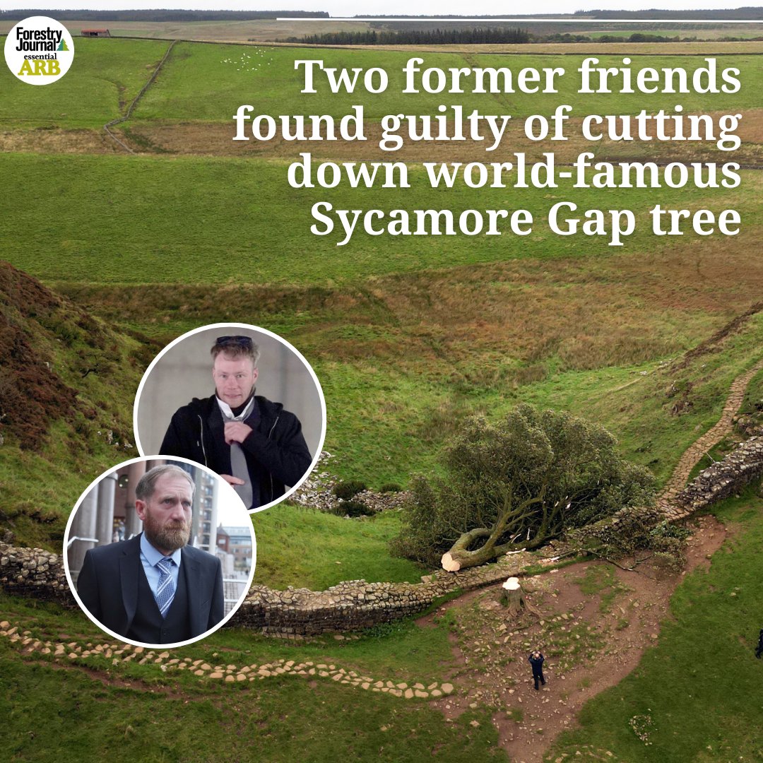 Two former friends have been found guilty of cutting down the world-famous Sycamore Gap tree in an act of “deliberate and mindless criminal damage”.

🔗 forestryjournal.co.uk/news/25150324.…