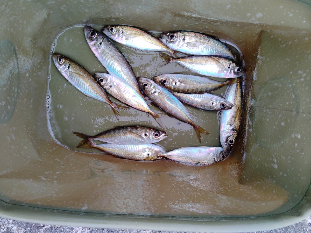jintuna1's tweet photo. 今日午後勝浦漁港墨名堤防テトラに釣行。10か月ぶりの釣行。ランニングのやりすぎで膝関節を痛めて釣行を控えていた。いまだびっこだがを荷物をカートに乗せテトラ迄運搬。市営駐車場にゲートが出来るなど浦島太郎状態だった。最初当たりが遠かったが徐々に釣れだした。釣果：アジ13、コサバ多数。 https://t.co/nRQJUIHNM8