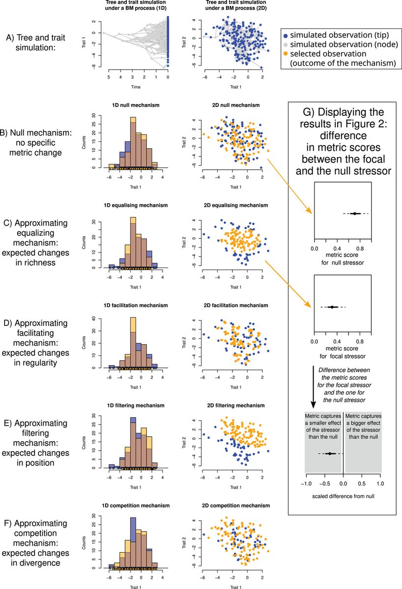 Ecography (@ecographyjourna) on Twitter photo The what, how, and why of trait-based analyses in ecology vist.ly/3n3vkj2 #FunctionalDiversity #Patterns #Processes @ecography.bsky.social <a href="/NordicOikos/">Nordic Society Oikos</a> <a href="/WileyEcolEvol/">Wiley Ecology & Evolution</a> The what, how, and why of trait-based analyses in ecology vist.ly/3n3vkj2 #FunctionalDiversity #Patterns #Processes @ecography.bsky.social <a href="/NordicOikos/">Nordic Society Oikos</a> <a href="/WileyEcolEvol/">Wiley Ecology & Evolution</a>
