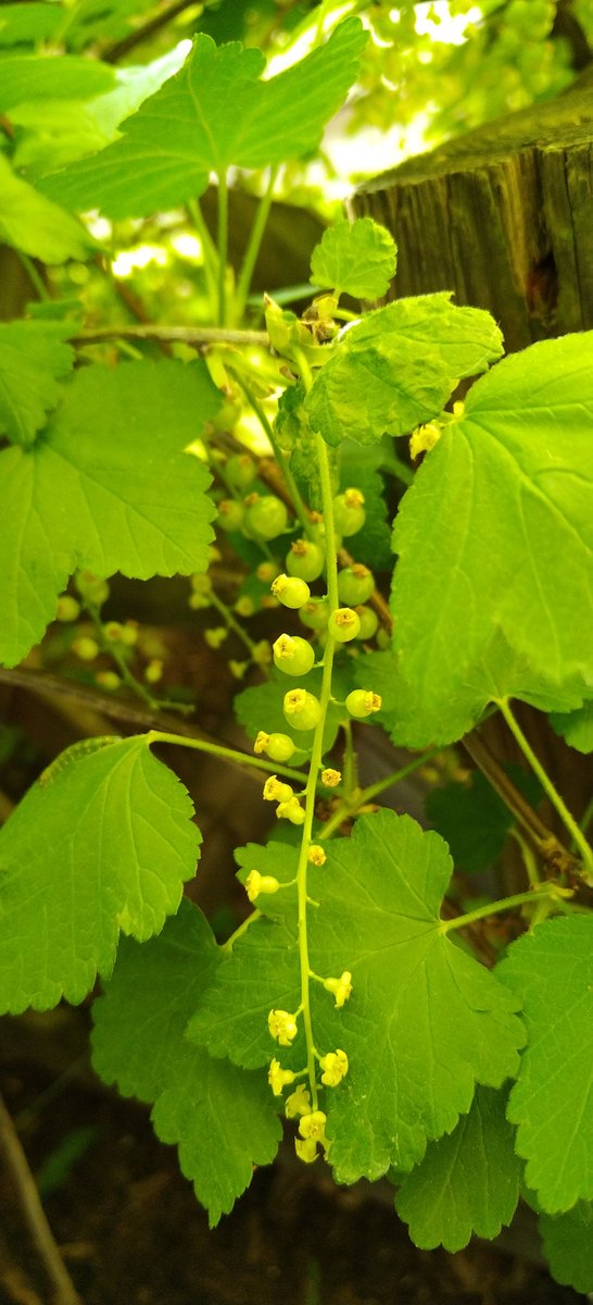HenryLovato10's tweet photo. Johannisbeeren 💚
#natur #nature #naturfotografie #naturephotography #ichliebenatur #ilovenature #beautiful #hübsch #schön #wunderschön #wundervoll #wonderful #berlin #johannisbeeren #johannisbeere #johannisbeerstrauch #currant #grün #green https://t.co/ZWsOYd3sZy