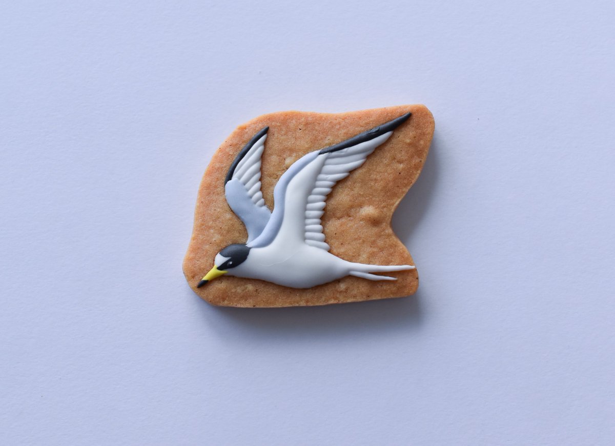 birdcookielog's tweet photo. 【5月25日のクッキー販売について】

個展会場にて、コアジサシとコチドリのクッキーを２種販売します！

時間や注意点よくご確認ください。混雑を避けるため、整理券形式にしています。沢山作りますので焦らずお越しくださいね。

冬まで対面販売ありません。ぜひお会いできたら嬉しいです✨ https://t.co/1HpcBKfIb6