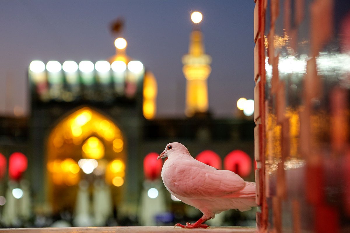 چه رازی در صحن رضوی هست که حتی پرنده‌ها هم زائر می‌شن؟"
#ایران_امام_رضا
#سلطان_هشتم