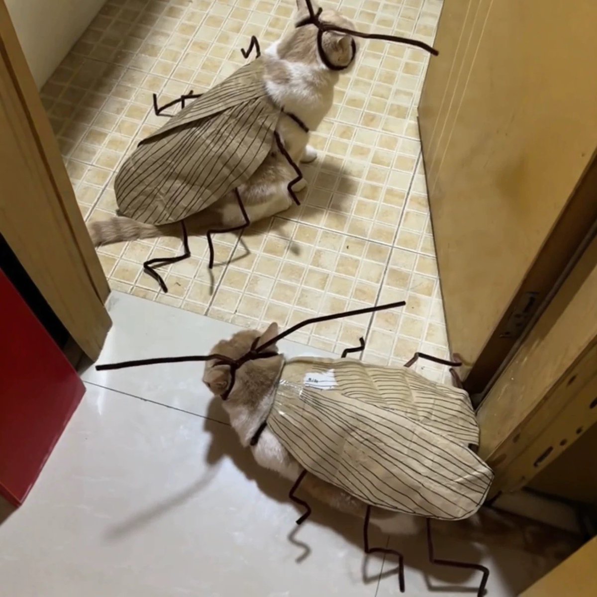 sasisbysi's tweet image. แมงสาบตัวใหญ่มากกก544556825655455🪳