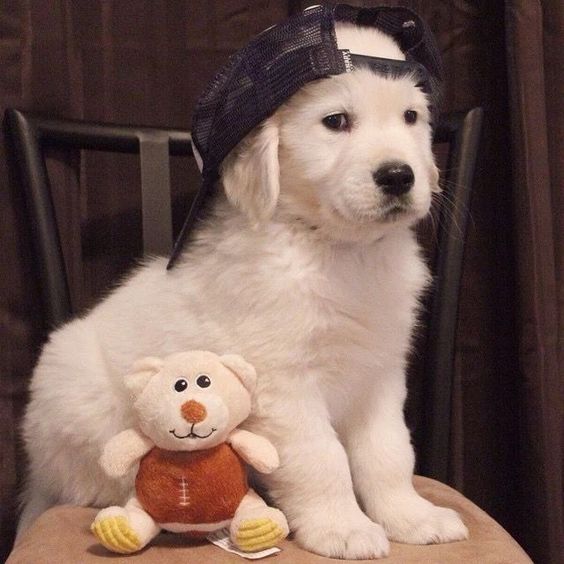 รุ้ว่าหล่อเท่กาชากจัย

แต่หยั่มมองเย้อ

มองอะรัยนัด

มาหอมหุวนิ่มา