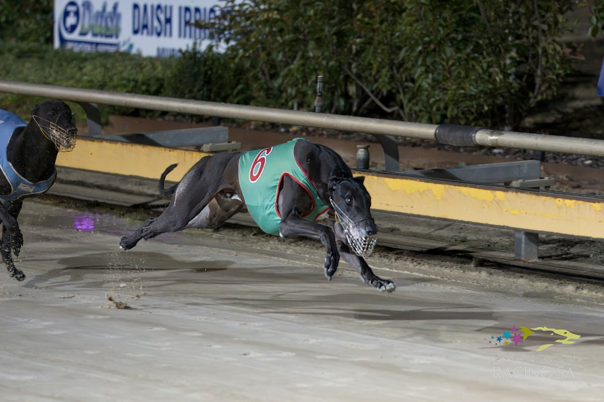 Todd's tips for Angle Park tomorrow (7 units)

Race 4
No 2 Warm Breeze (0.5U by 1.5U) &amp; No 5 Yarramundi Coco (0.25U by 0.75U)

Race 5
No 7 Destini Fresco (0.25U by 0.75U)

Race 10
No 7 Techno Kelli (0.5U by 1.5U) &amp; No 8 Better Devils (0.25U by 0.75U)

Good luck all
#weloveourdogs