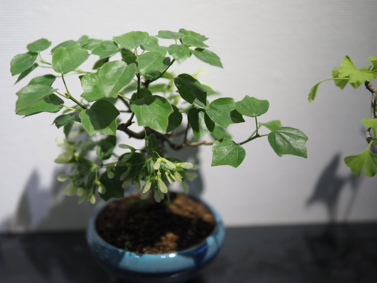 bonsaiyatoki's tweet photo. 京都に到着しました。
いよいよ明日から始まります!
●ぼんさい屋とき 《BONSAI BANZAI SHOW!》 2025
会期：2025年5月10日（土）〜5月18日（日）
12:00〜18:00  5/15(木)休廊日
会場：Gallery Heptagon
〒602-8175
京都市上京区下立売通智恵光院西入中村町523
TEL：080-7583-3388 https://t.co/5ZHhuCPZB9