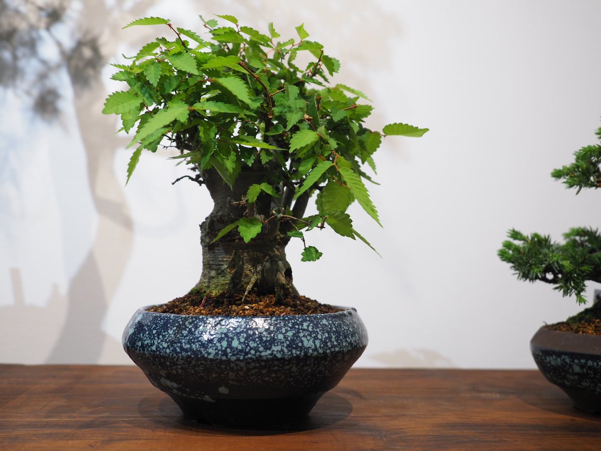 bonsaiyatoki's tweet photo. 京都に到着しました。
いよいよ明日から始まります!
●ぼんさい屋とき 《BONSAI BANZAI SHOW!》 2025
会期：2025年5月10日（土）〜5月18日（日）
12:00〜18:00  5/15(木)休廊日
会場：Gallery Heptagon
〒602-8175
京都市上京区下立売通智恵光院西入中村町523
TEL：080-7583-3388 https://t.co/5ZHhuCPZB9