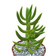 PLANT ORBIT tweet media