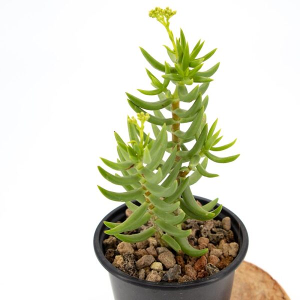 PLANT ORBIT tweet media