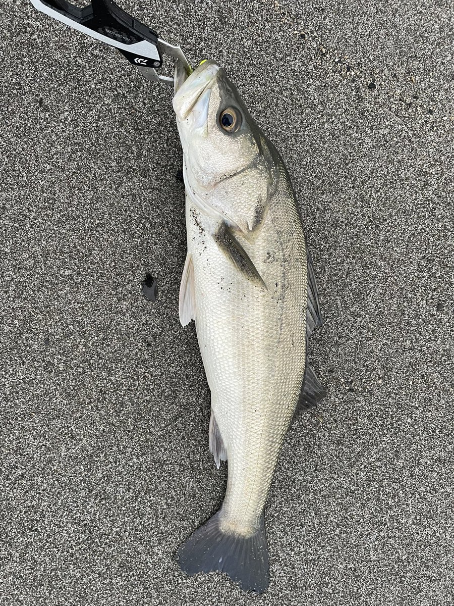 雨の恩恵60アップン😚
シャルダス丸呑み♡