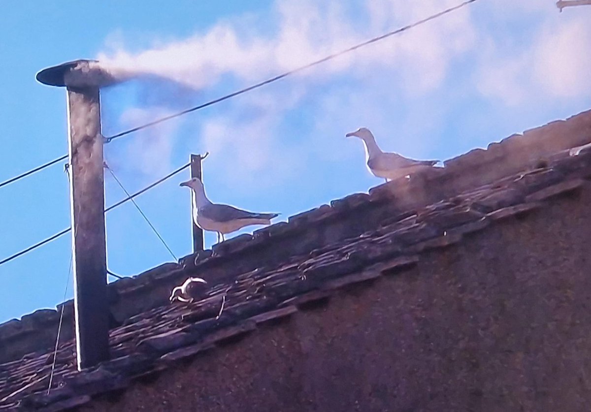 Chi ha notato la famiglia dei Gabbiani reali e il loro pulcino che compare pochissimi secondi prima della fumata bianca 🙂?