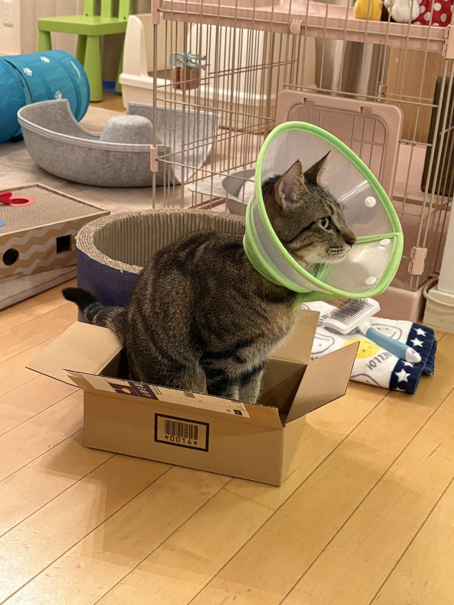 tc_nyans's tweet photo. ちっさい

#猫のいる暮らし https://t.co/ymtBCSkBNz