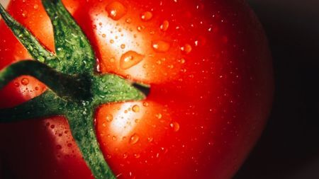 Maroc : la filière tomate poursuit sa percée sur le marché de l’Union européenne | agenceecofin.com/actualites-agr…