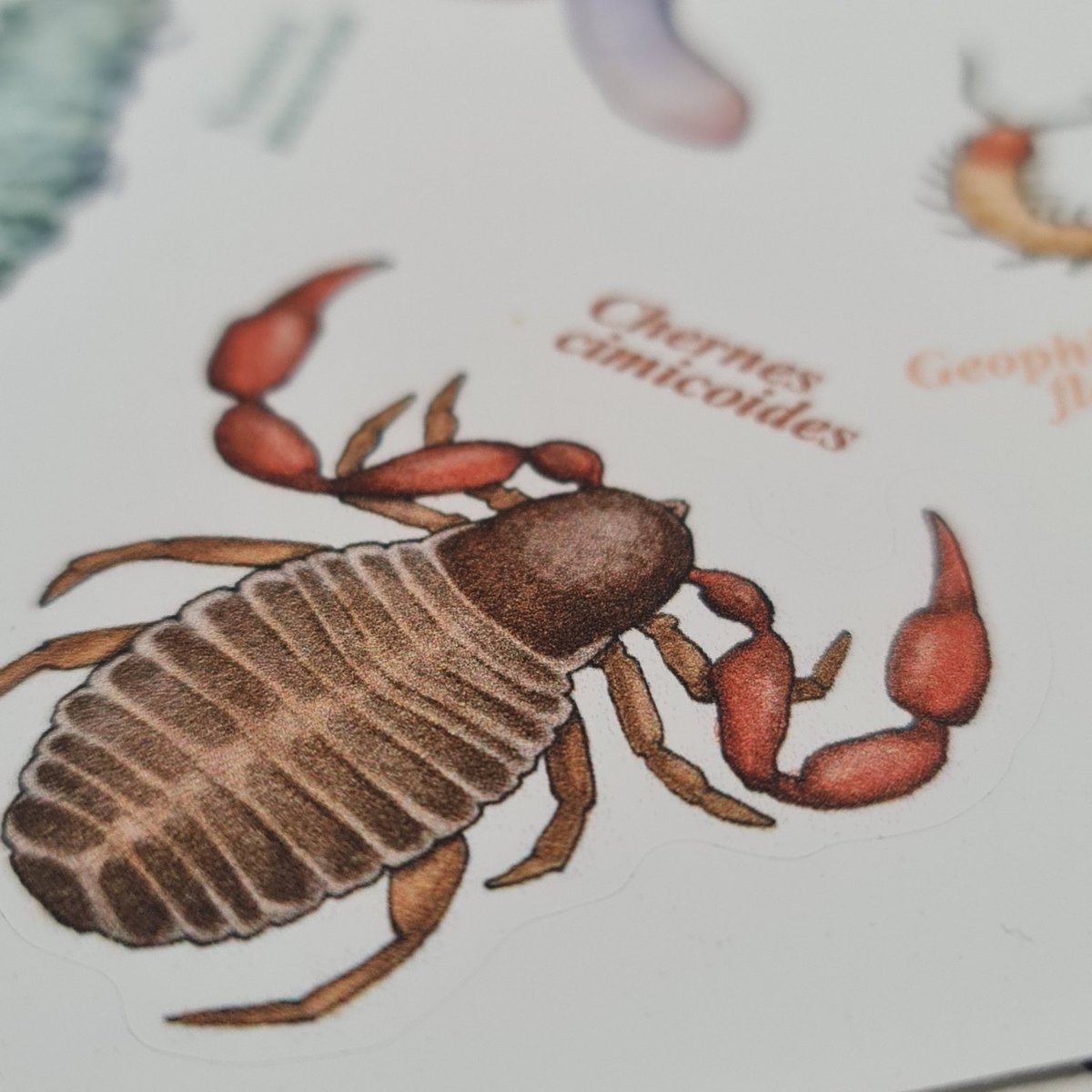 Svenja Meyer tweet media