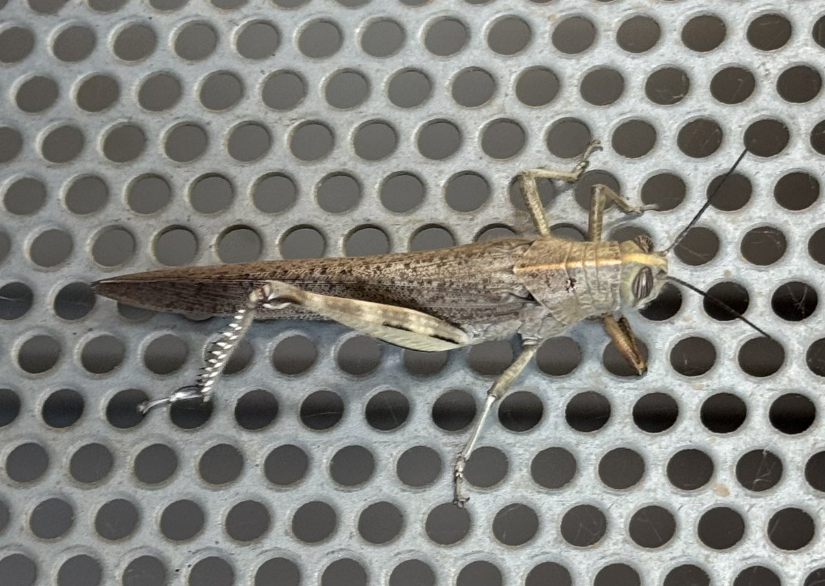 En el patio hay un saltamontes rodeado de niños. Ya estoy rezando por su alma.