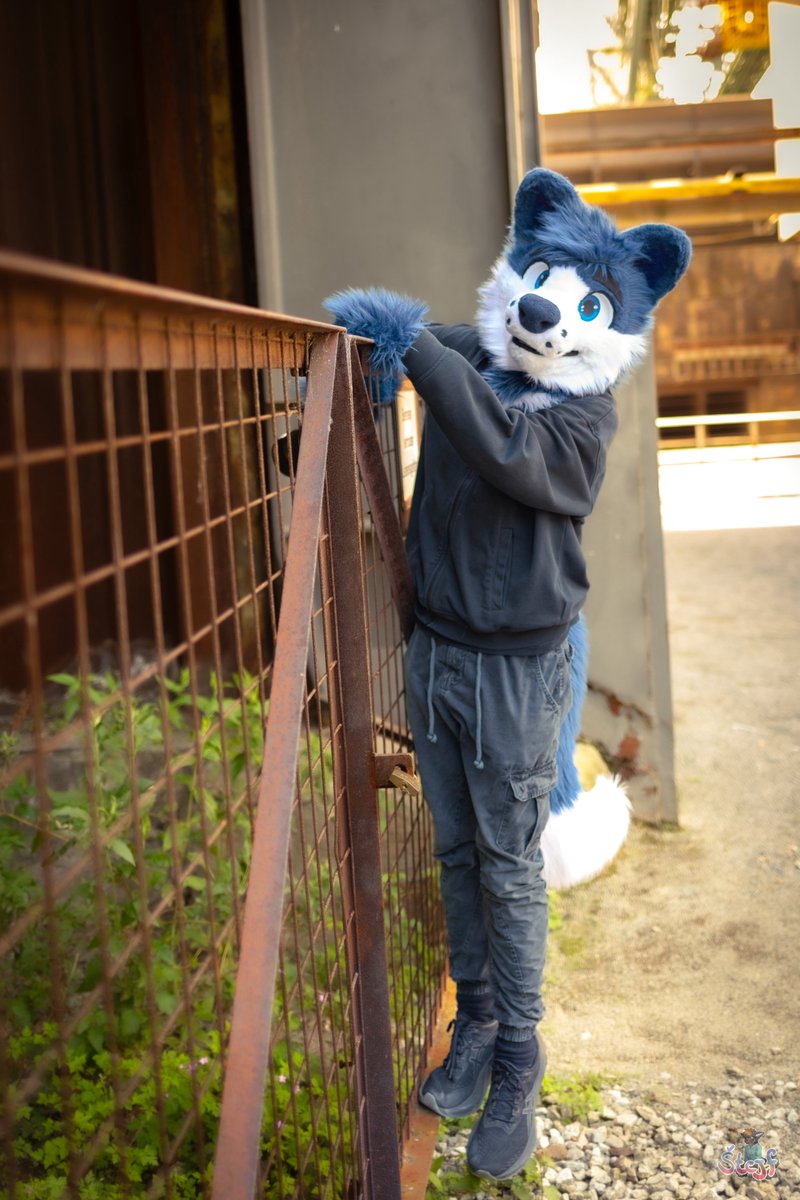 This fox is trying to break into your home, what do you do?

Happy #FursuitFriday :3
📷 <a href="/StejfS/">Štejf</a> 
✂️ Vino Studios

#furry #fursuit