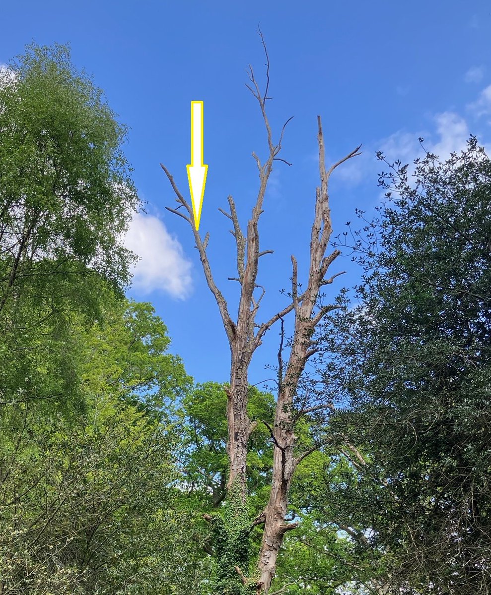 kenandlindasmi2's tweet image. Pleased to help observe a Lesser Spotted Woodpecker nest in the New Forest, too high in a dead Beech to inspect with nest camera. The pair changed over once during an hour watch so nest is still active and at egg incubating stage (which takes 11 days). All good information.