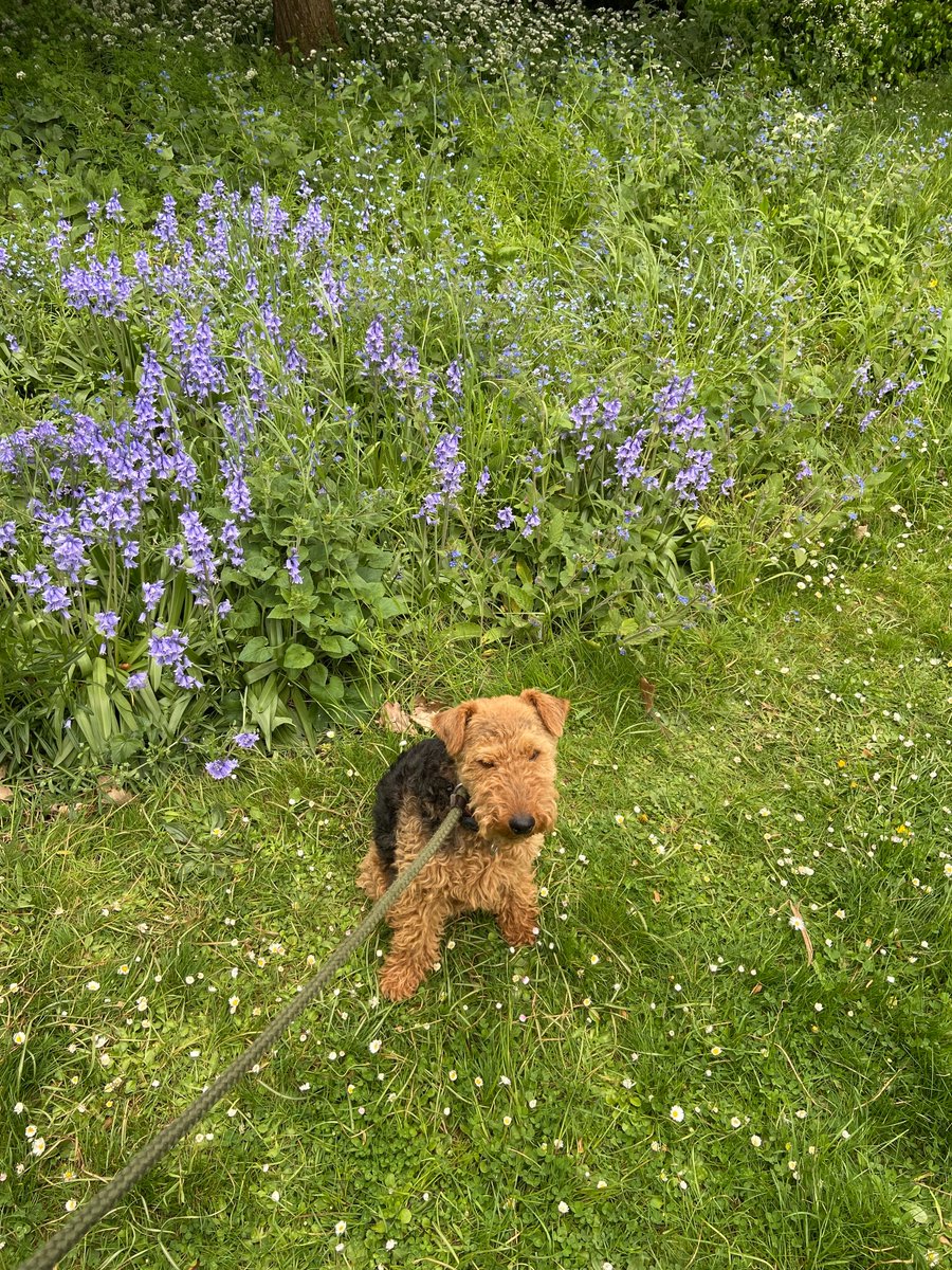 How adorable are these shots of our Warden's dog Rievaulx in the bluebells? 🐕

Thank you to Sarah (@/ingedarart on Instagram) for sending us these photos! 💜