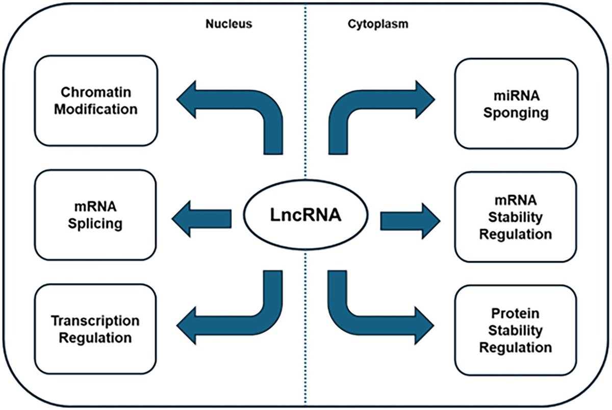 FEBSOpenBio's tweet image. 📚 Weekend reading!

Long non-coding RNAs as therapeutic targets in head and neck squamous cell carcinoma and clinical application

 🖊️ Ratna Ray @SLU_Official 

#HNSCC #LncRNA #NoncodingRNA