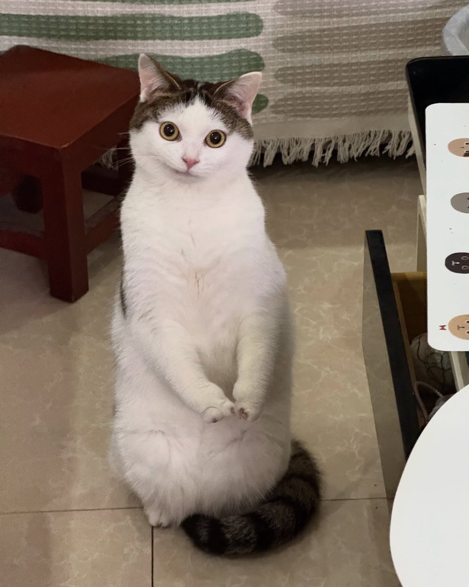 TheCatsX's tweet image. such a polite gentleman