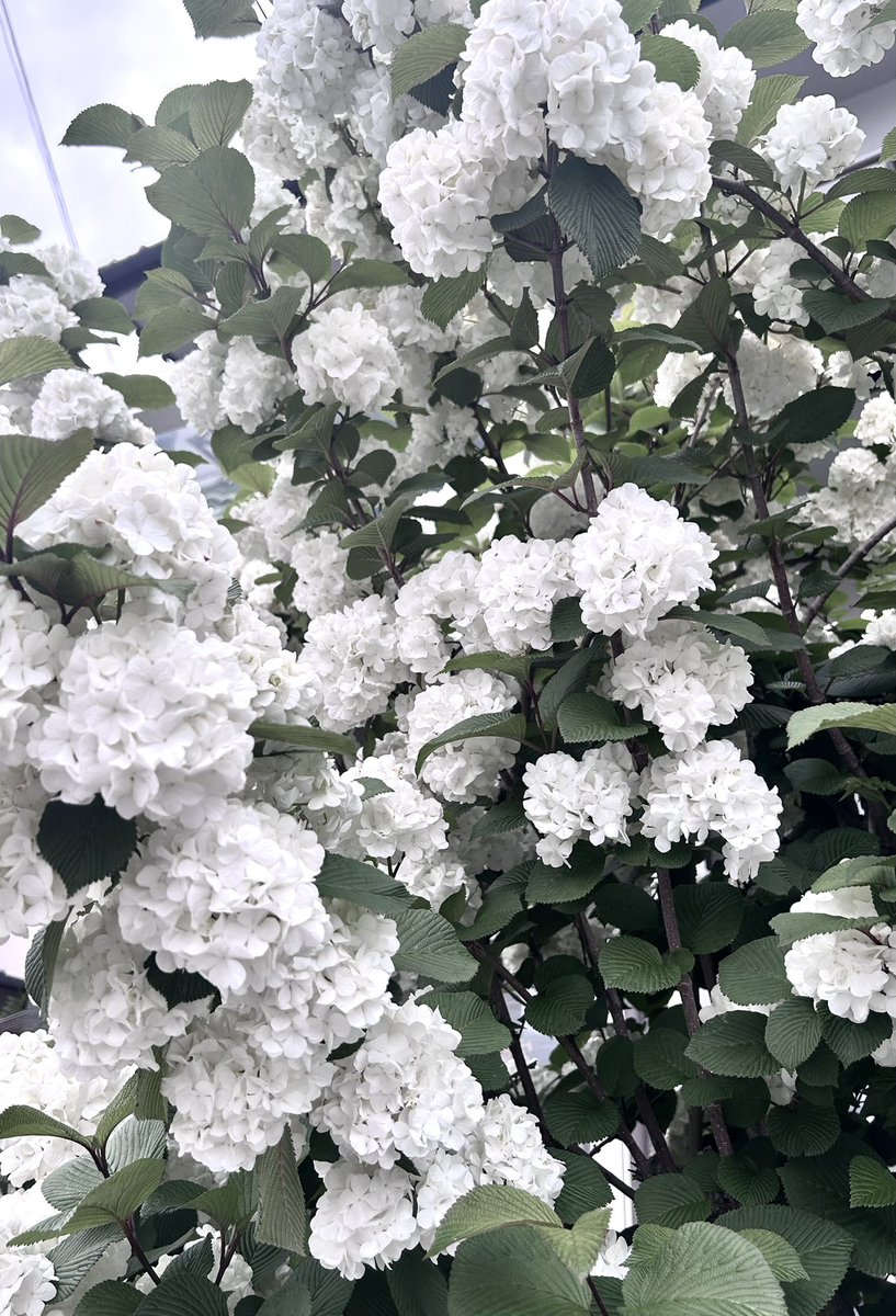 散歩中に見つけたお花