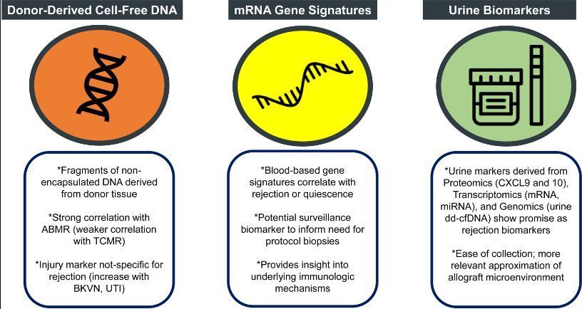 AJKD (@ajkdonline) on Twitter photo Review by <a href="/ScottWestphal20/">Scott Westphal</a> and <a href="/mannonmom/">Roslyn Mannon (moving to Bluesky as mannonmom)</a>: 
Biomarkers of Rejection in Kidney Transplantation 
bit.ly/3EV2i0x (FREE)
@unmckidney Review by <a href="/ScottWestphal20/">Scott Westphal</a> and <a href="/mannonmom/">Roslyn Mannon (moving to Bluesky as mannonmom)</a>: 
Biomarkers of Rejection in Kidney Transplantation 
bit.ly/3EV2i0x (FREE)
@unmckidney