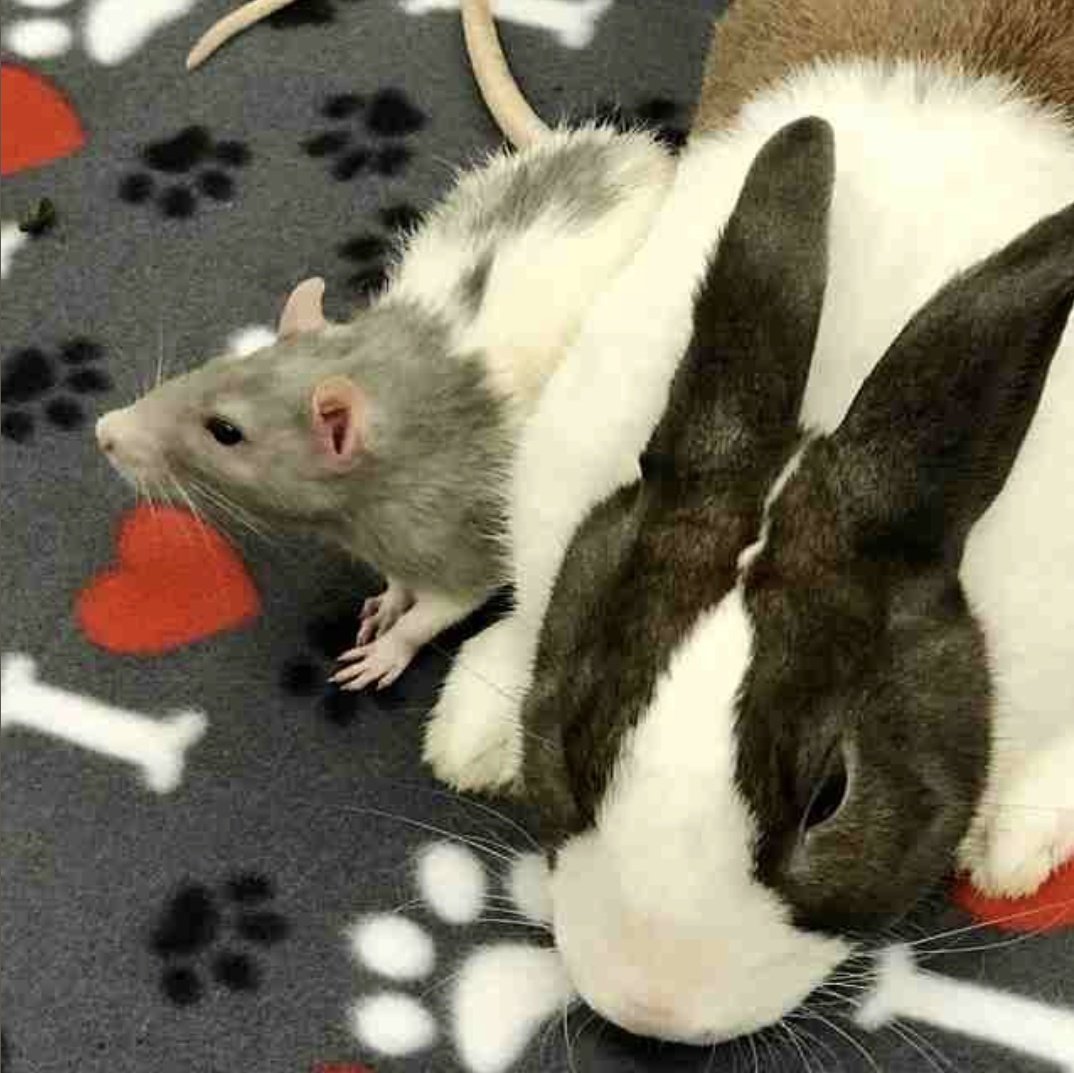 diaz_epam118's tweet image. only dropping by to check if you guys would be up for a 8x17 coda collab by @Pinkpeachteay and little old me 😶‍🌫️