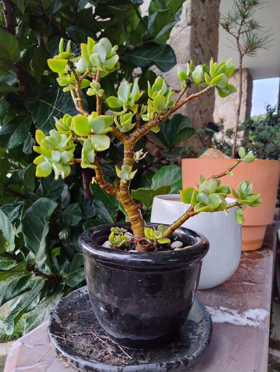 That's not some common whatever it is...

It's a bonsai now.

Picked up for nothing months ago along with cheap pots.

Wife saved it when weeding and here we are.