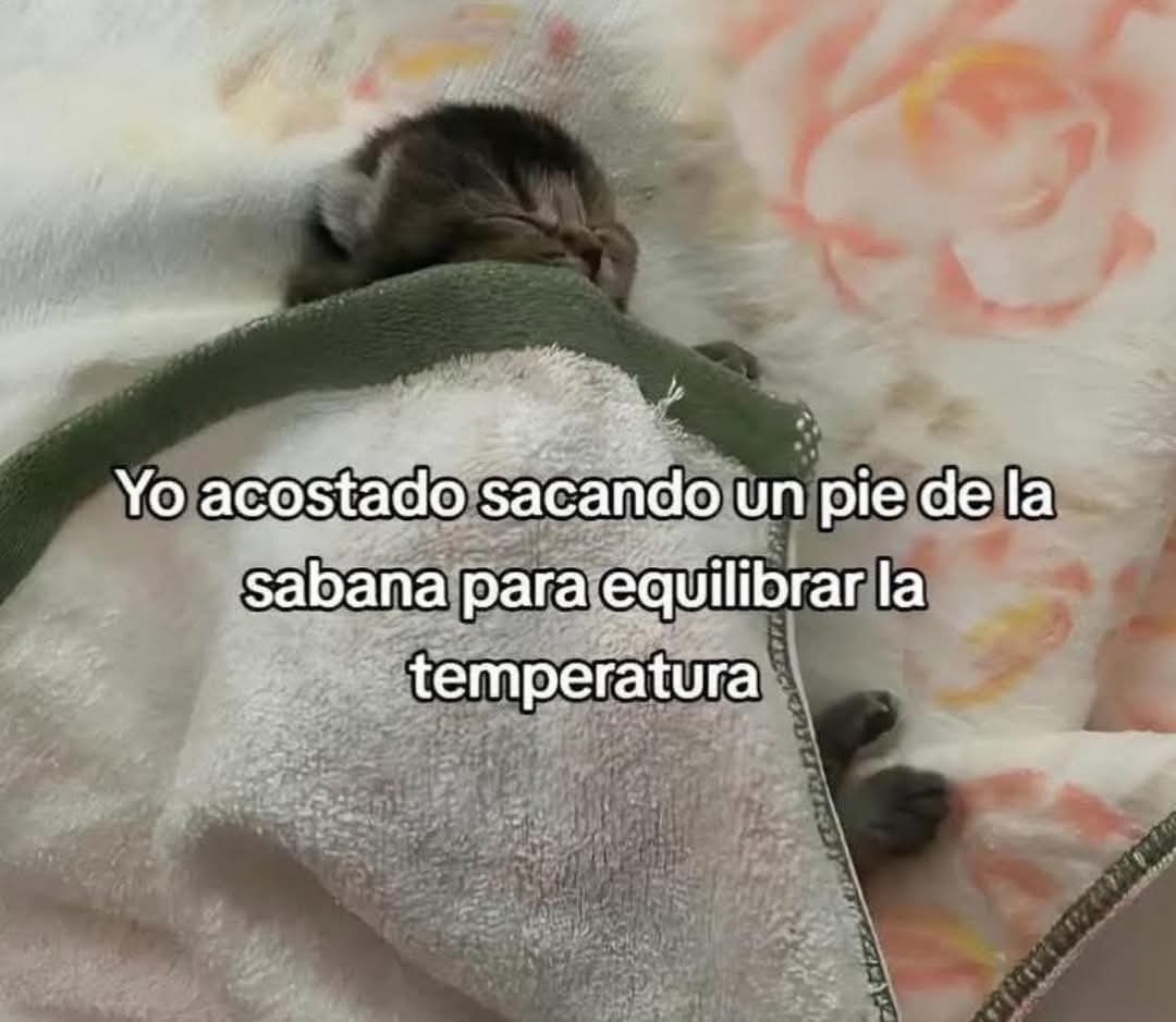 Racoon (@imsracoon) on Twitter photo 