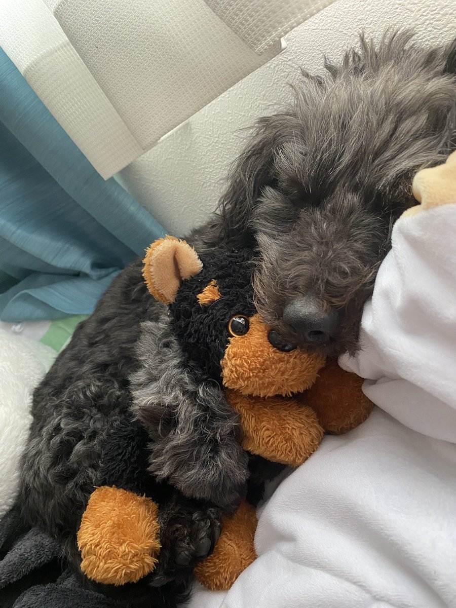 うちの犬が可愛いんやが？
見てや、私のぬいぐるみを大切そうに抱えて寝とる所！
尊。🥹💞
しかも目が覚めて真横これ、神😇✨💕
早よ風邪治りそうやわ