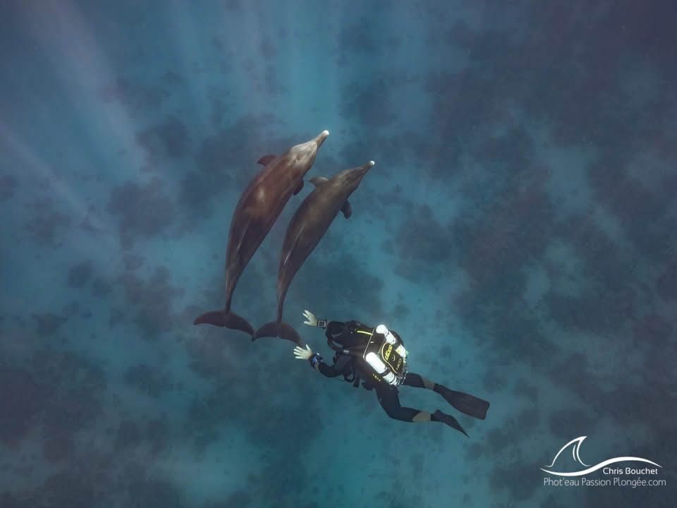 Thanks to Nicolas Dan from France for this fantastic #meandmyrEvo picture of diving with dolphins in the Red Sea 🐬 🐬

Great picture, thanks for sharing 👌

Share your rEvo Rebreather pictures at: meandmyrEvo.com
