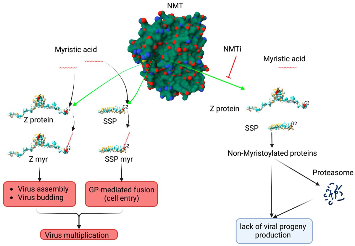 #BioChem #NewArticle 
🔬Topic: “Z protein inhibits vRNP activity without requiring myristoylation or oligomerization.”
🔑Keywords: mammarenavirus; multimerization; Z matrix protein;
✍ Authors: Dr. Haydar Witwit and Prof. Dr. Juan C. de la Torre
📷Link: brnw.ch/21wSwdW