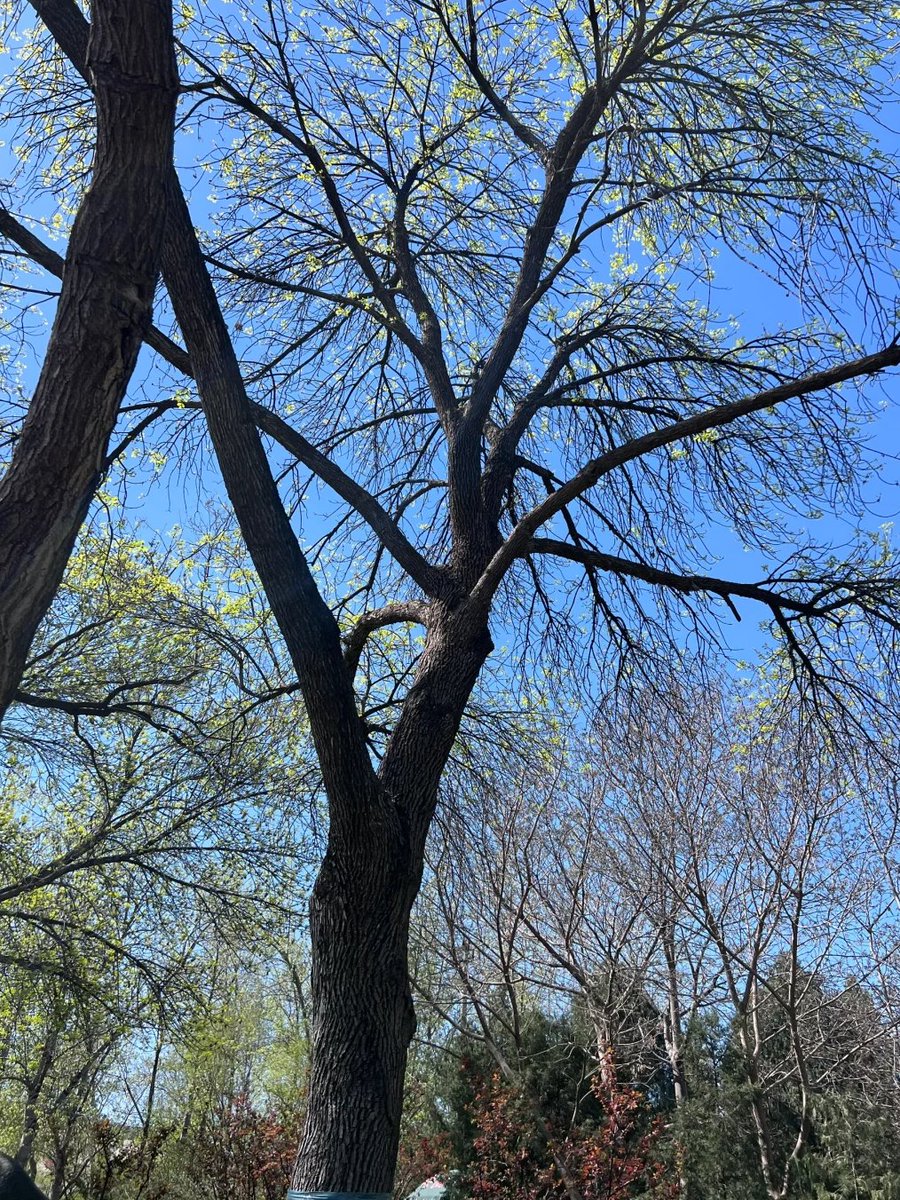 sswbxllfg's tweet image. The spring breeze turns the treetops green, and also brings the good mood of matcha cones🍦🌳
Sunshine, ice cream and you, just right together~
#SpringLimited #MatchaControl #HappyLittleMoments💚☀️🍃