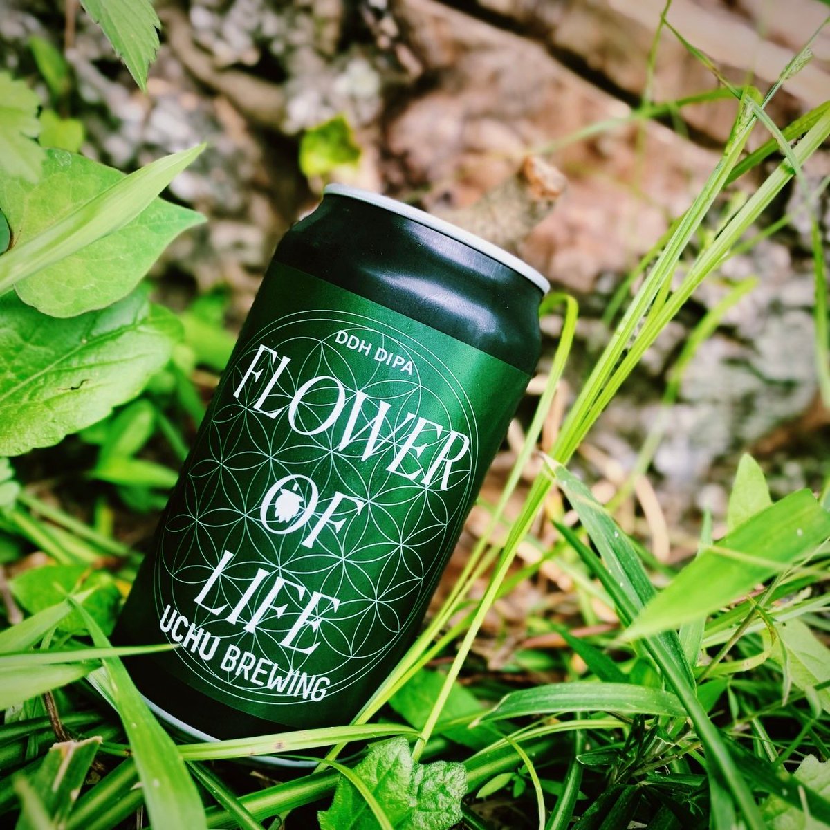 syuho_yokozeki's tweet image. "うちゅうビール FLOWER OF LIFE"。
スムーズに飲み進められるなめらかな飲み口と爽やかさ、そして芳醇で心地よいアロマと瑞々しくフルーティな味わい。ダブルIPAになってリニューアル！
#FLOWEROFLIFE
#うちゅうビール
#うちゅうブリューイング