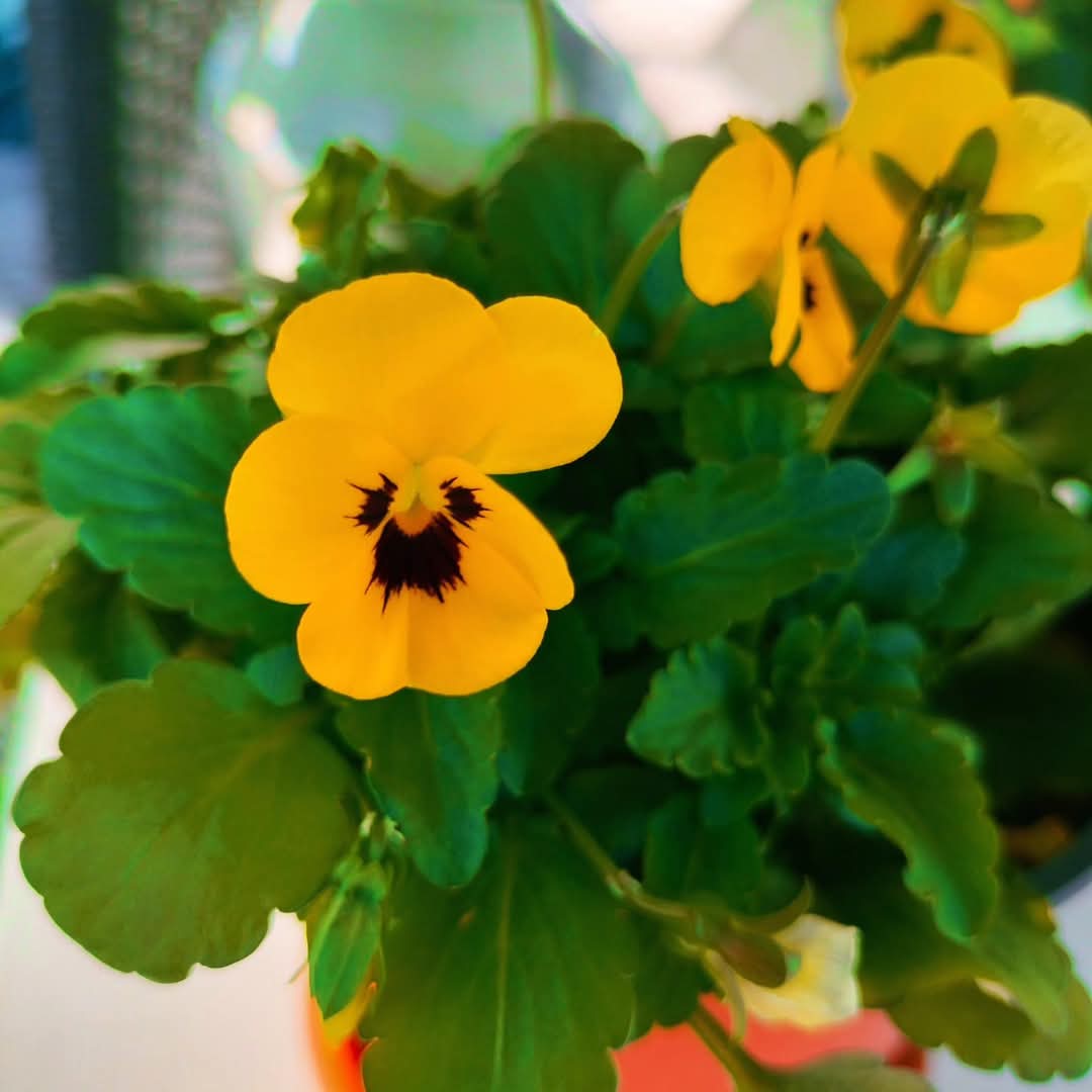 Ostin täysin nuupahtaneen orvokin, 50 centtiä. Nyt se pukkaa kukkaa💛