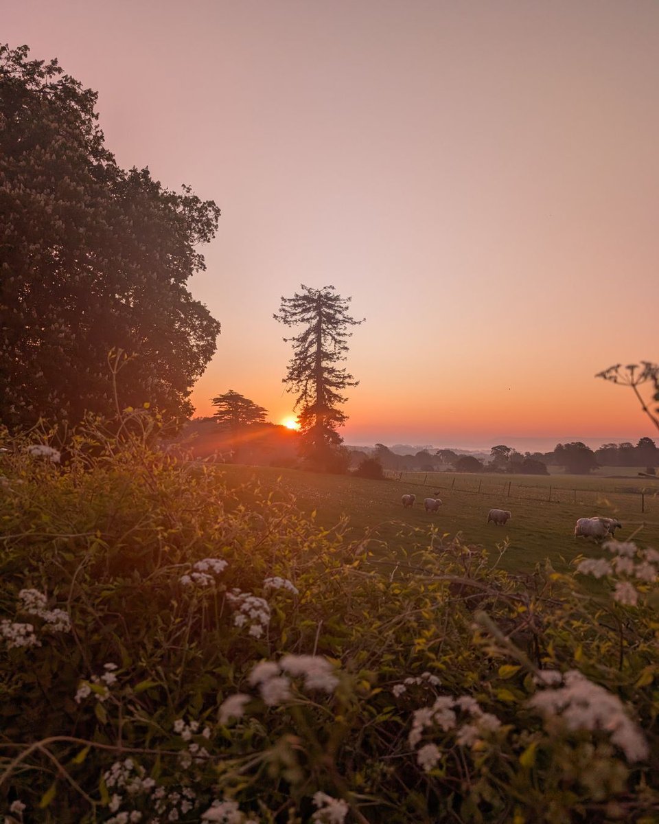 The sheen of the sun as it rises over the horizon: every tenant in the Downs, from rabbit to rambler, can share in this borrowed beauty. 

#SouthDowns #Sunrise #GoodMorning