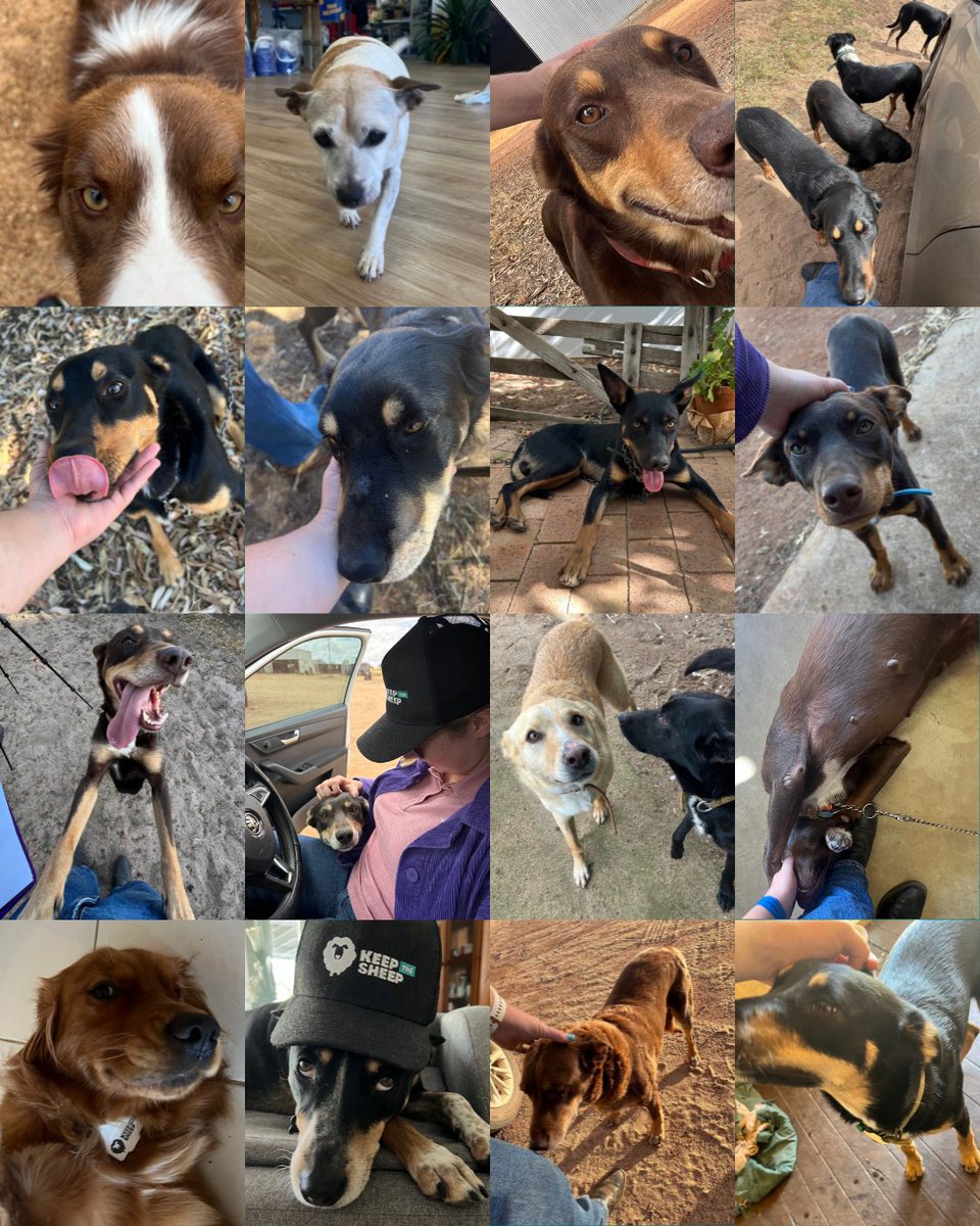 We couldn’t have done it without our best mates by our side.

Here’s to all the city dogs and country (working) dogs who stood proudly next to their owners at rallies, on farms, and behind the scenes of every video. Thank you for backing Keep the Sheep, one bark at a time. 🐾