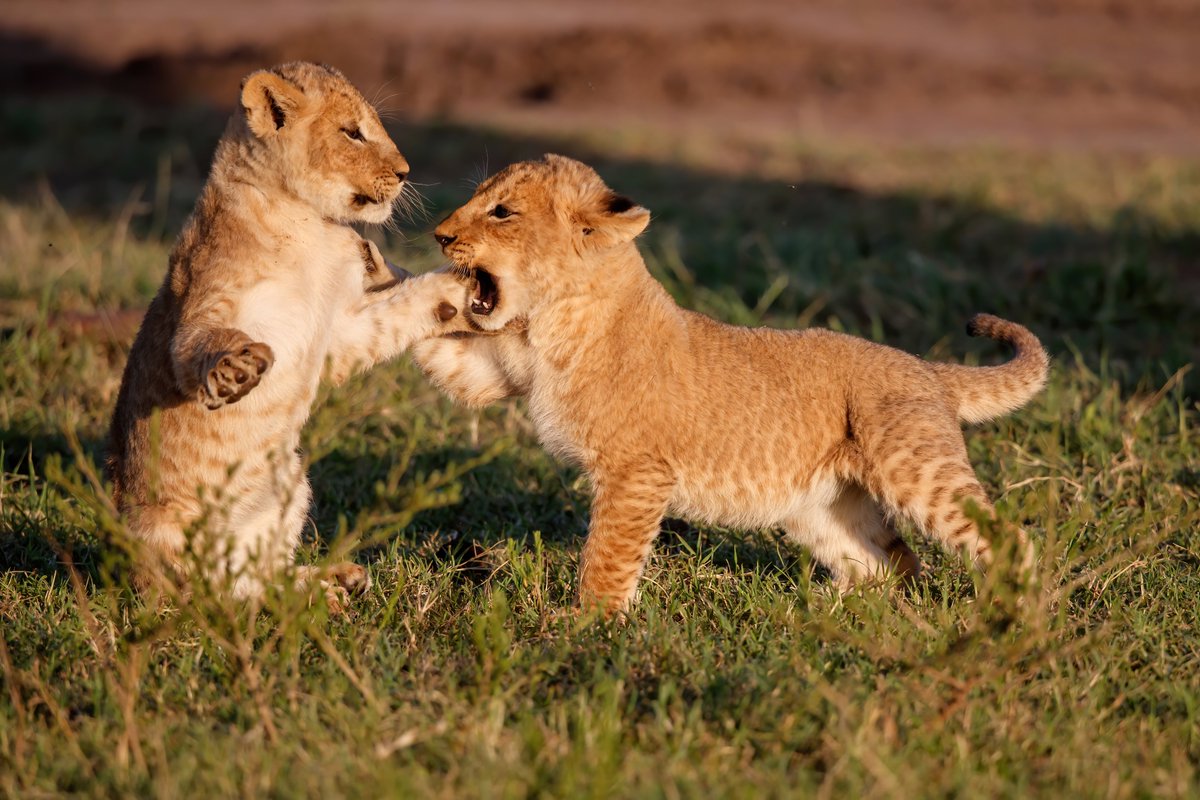 AerolinkUganda's tweet image. Watch playful lion cubs explore the #QueenElizabethNationalPark. These little rulers of the savannah are Uganda’s future kings and queens’ proof that nature’s magic thrives when we protect it. #FlyAeroLink #ExploreUganda #WildUganda #SafariByAir #NatureUnleashed #HiddenGemsUganda