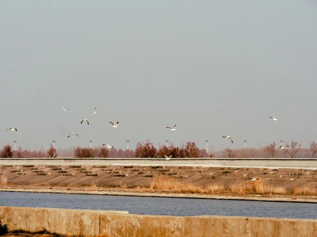 NSchlapia82679's tweet image. . @soon_svm #SOONISTHEREDPILL Fogo#SOON multi - local model optimizes global transaction flow. #Fogo #GlobalFlow🙃😊