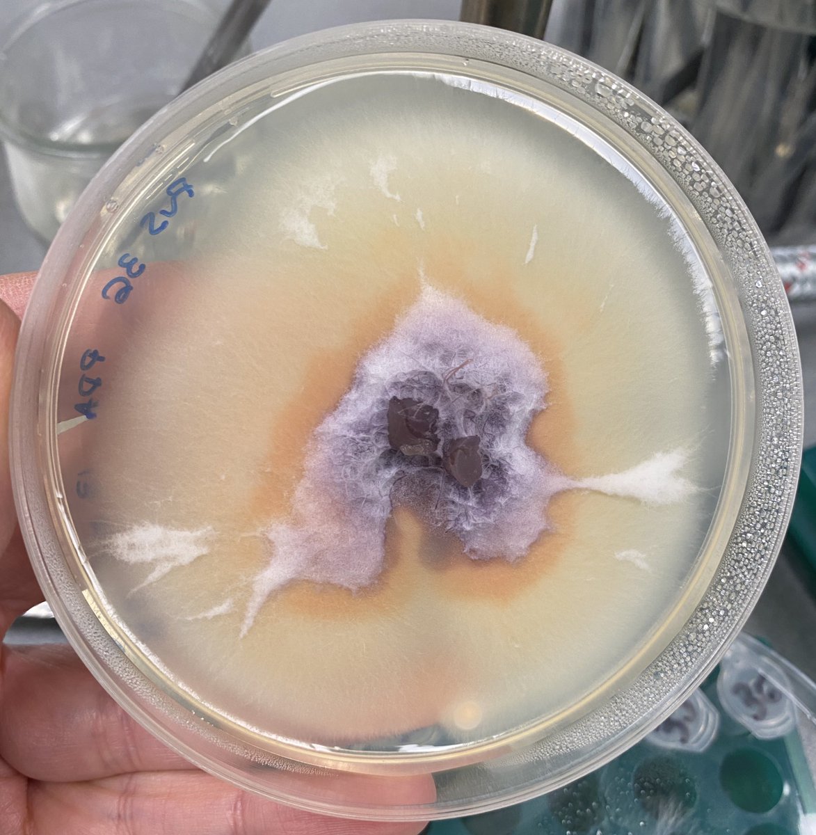 jessigserna's tweet image. Estos hongos se han tomado muy en serio lo que decimos siempre de que hay que unir la microbiología y el arte ¿eh? 🤭 No se sabe muy bien si son placas Petri o cuadros abstractos 👩🎨🧫👩🔬