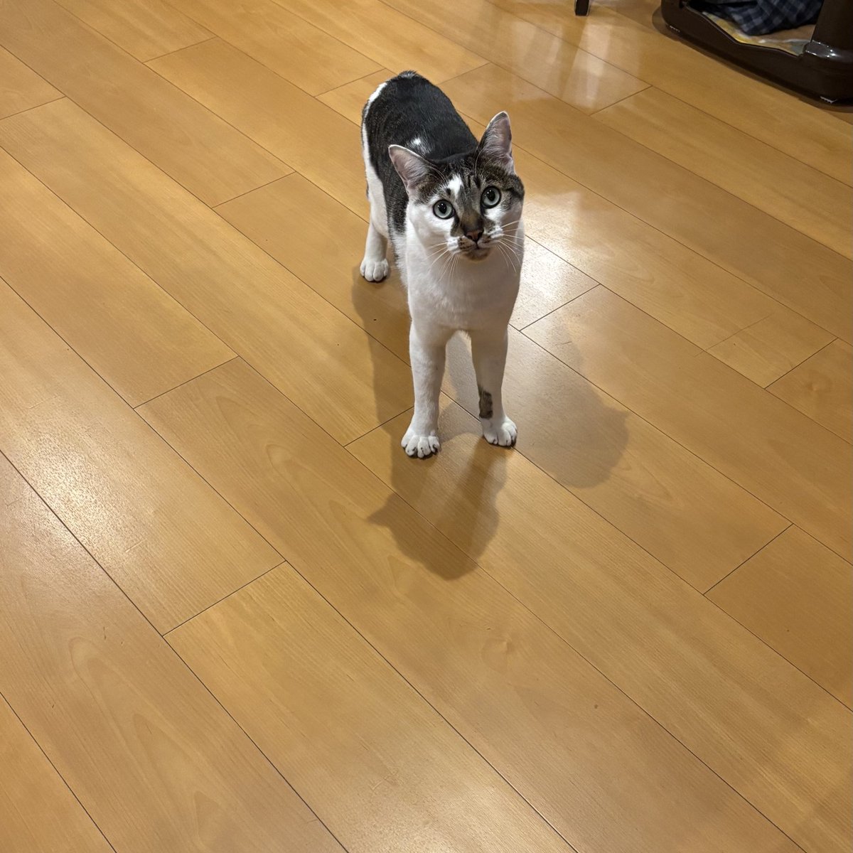 couchabba3's tweet photo. アラフォーママです💁‍♀️
午前中or23時以降〜基本1時半頃まで。
スタート遅め組なので、遊べる人中々少ないので、楽しくワイワイできるフレさん募✨もちろん既にフレンドの方も今シーズンも遊びましょー💃

#apexフレンド募集 
#apex自己紹介カード
#apex女子
#apex主婦 https://t.co/lr9E2zkZv1