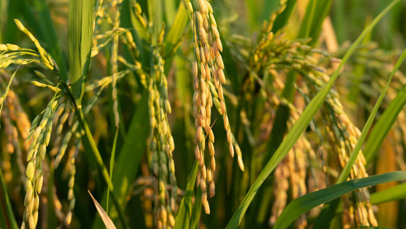 🌾Convierten un subproducto del #arroz en un recurso biotecnológico de alto valor

plataformatierra.es/innovacion/con…

🔬 El <a href="/iata_csic/">IATA CSIC</a> demuestra que el salvado de #arroz puede ser una fuente sostenible y económica para producir enzimas industriales

#Biotecnología #NutriciónySalud