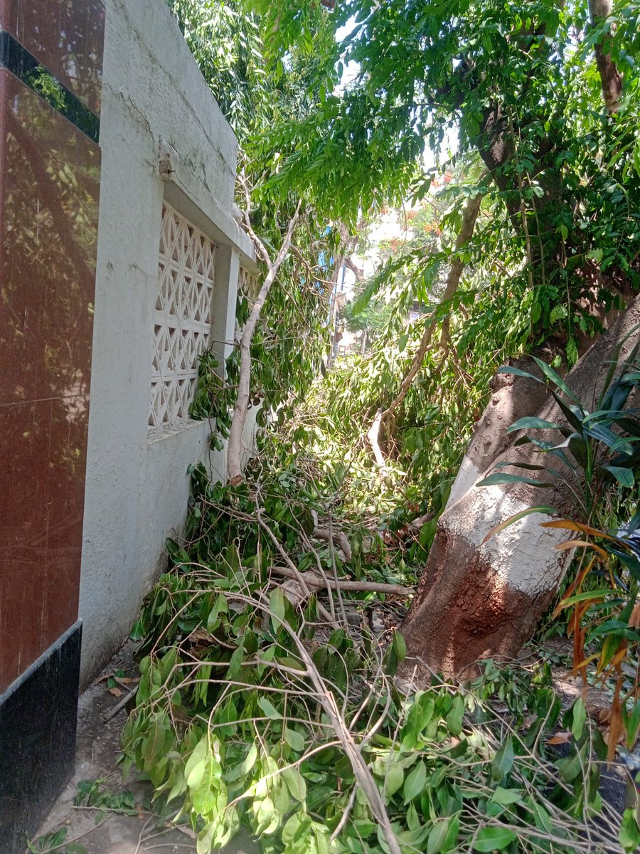 sundernagar64's tweet photo. @mybmcWardPS 
A tree has fallen down outside nalanda bldg opp arkade serene Sunder Nagar malad west malad west Mumbai.
Request you to pls take immediate action https://t.co/W5vXFlyqBv
