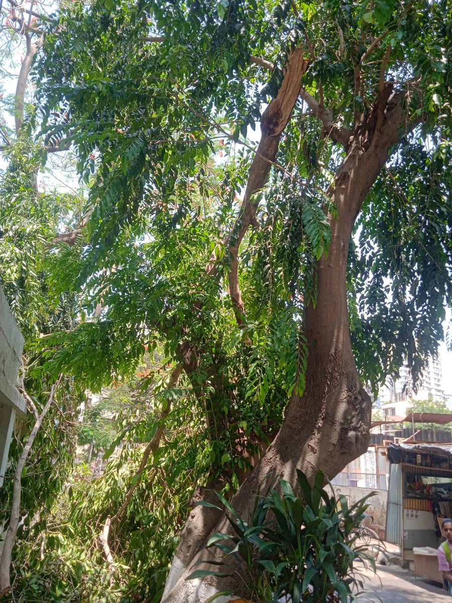 sundernagar64's tweet photo. @mybmcWardPS 
A tree has fallen down outside nalanda bldg opp arkade serene Sunder Nagar malad west malad west Mumbai.
Request you to pls take immediate action https://t.co/W5vXFlyqBv