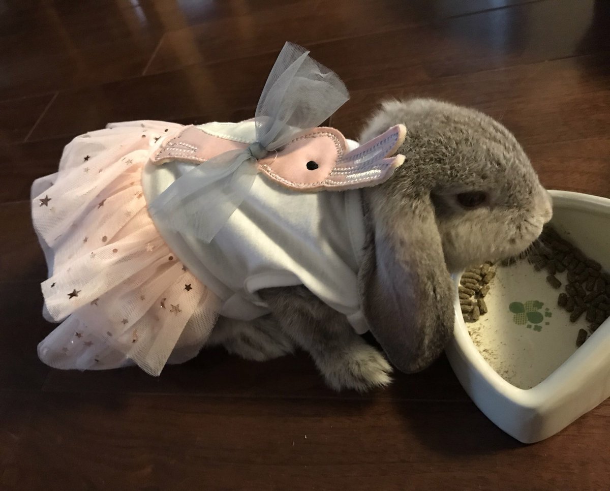 ロップイヤー様 吉徳 ロップイヤーウサギSBR : アップヴィレッジ - 通販 - Yahoo