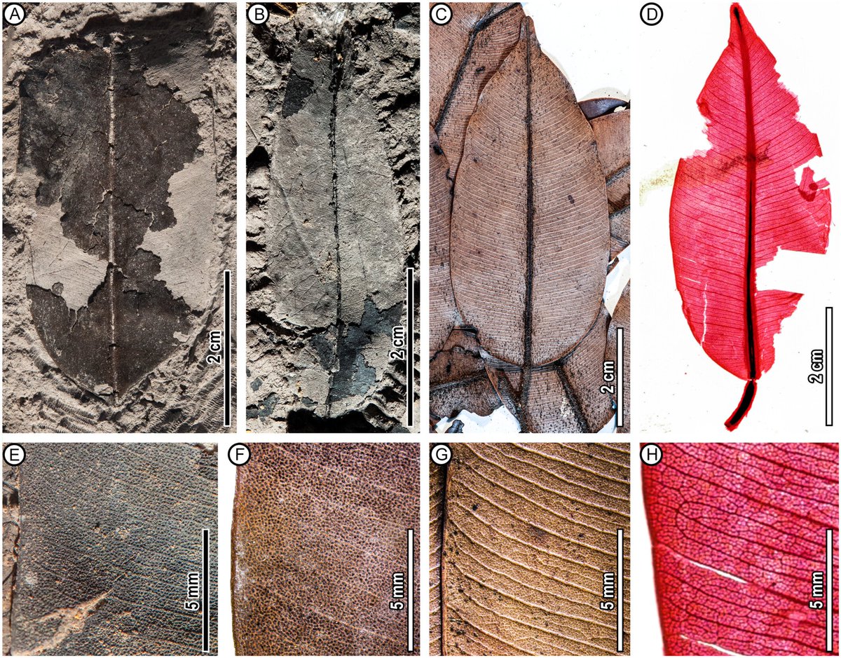#Fossils of an endangered, endemic, giant #dipterocarp species open a historical portal into Borneo's vanishing #rainforests     #paleobotany #palaeobotany
doi.org/10.1002/ajb2.7…