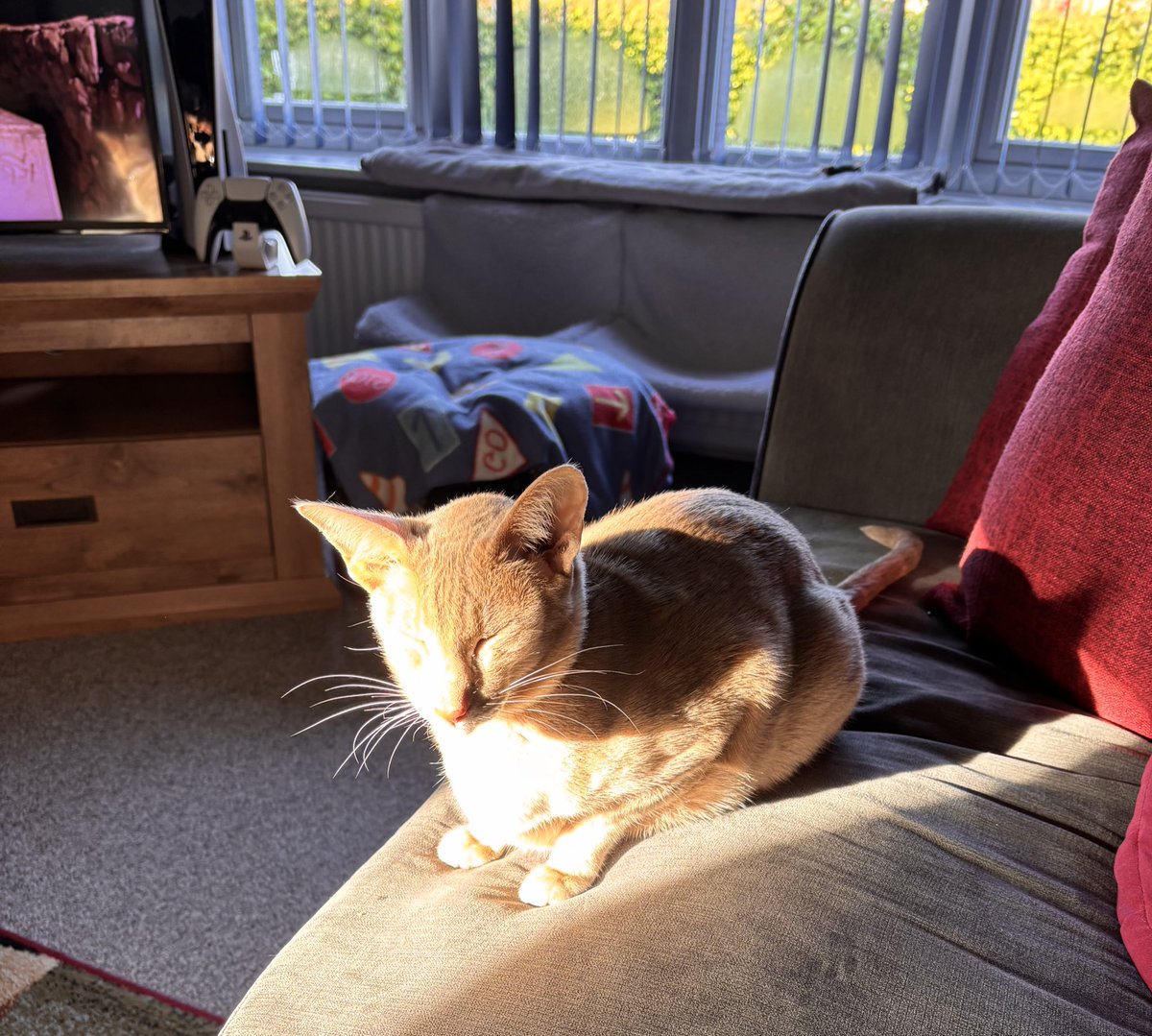 Ahsoka_Butters's tweet image. Ahsoka found herself the most lovely sun spot, this morning! Recharging her solar cells 😍🥰🐈 #ahsokatheorientalshorthair #orientalshorthaircat #warmsunspot #sunnymorning